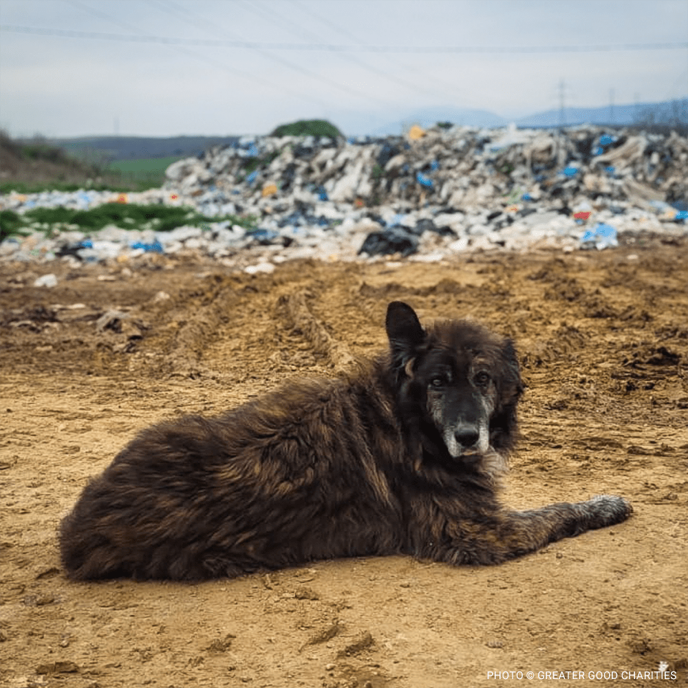 Disaster Relief Dogs in Greece